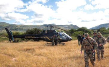 PF destrói mais de 538 mil pés de maconha no sertão de Pernambuco