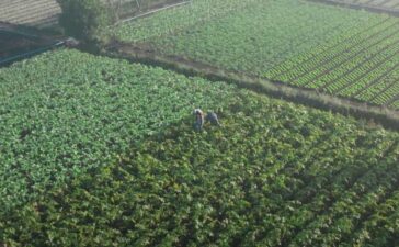 Agricultura é onde começa a vida