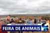 População do Socorro precisa da feira de animais, mas o Prefeito não assume seu dever