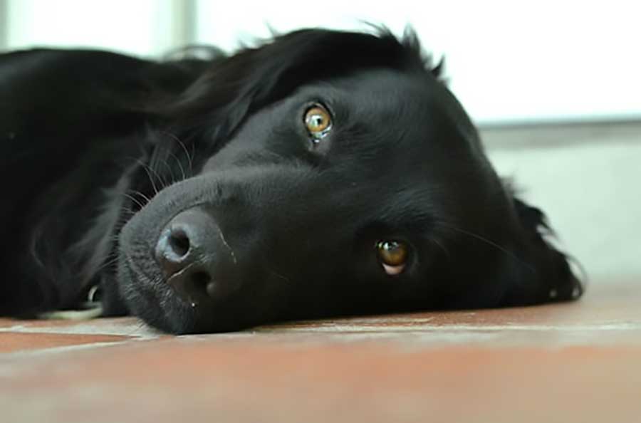 Morte de cães por envenenamento; quem são os culpados?