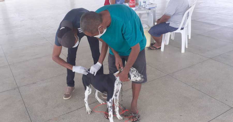 Cães e gatos do distrito do Socorro são vacinados contra a raiva