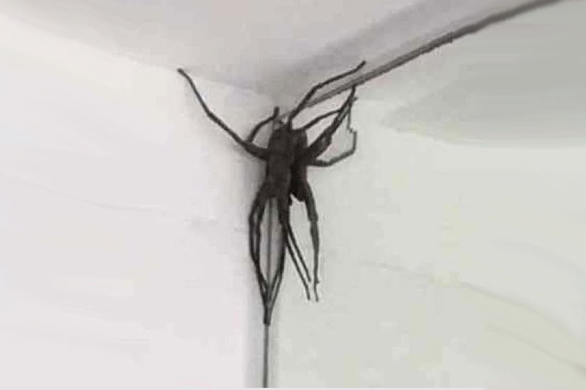 Aranhas gigantes invadem casas de Belo Horizonte