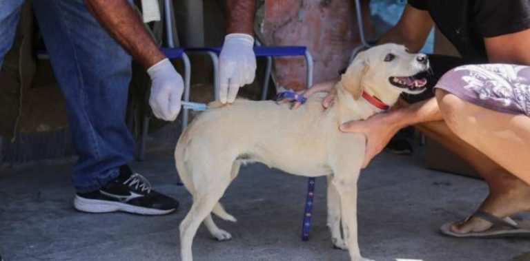 Rússia vacina cães, gatos e visons contra covid-19