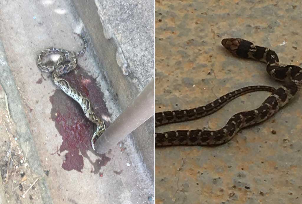 Serpentes urbanas: Cobras peçonhentas são encontradas dentro das casas em Santa Filomena (PE)