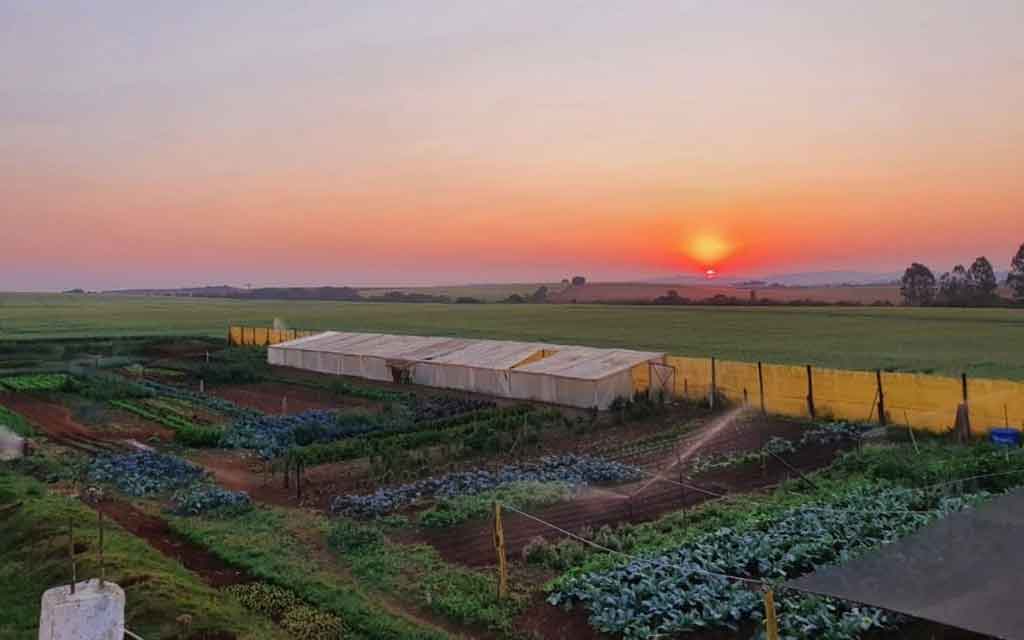 Do campo à mesa: Agricultores se reinventam e encontram novas formas de chegar ao consumidor durante pandemia