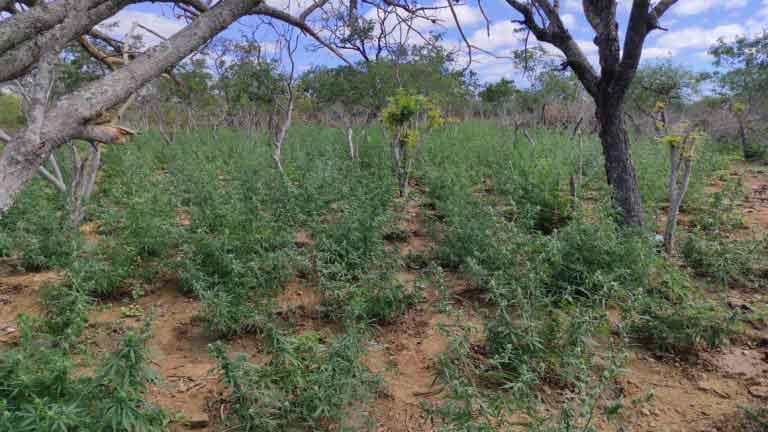 Mais de 4 mil pés de maconha são erradicados no Sertão de Pernambuco