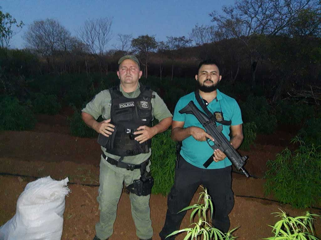 Polícias Civil e Militar prendem acusado e erradicam 12 mil pés de maconha em Santa Filomena (PE)