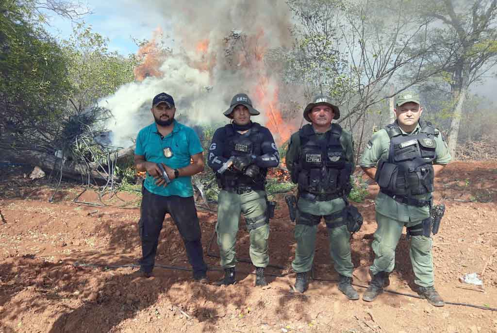 Em Santa Filomena Policia erradica duas roças de maconha em menos de 24h; totalizando 24 mil pés