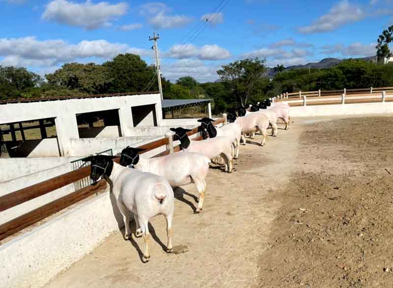 Empreendedorismo rural, genética e concurso de animais são destaques da 1ª Exposição e Leilão de Dormentes