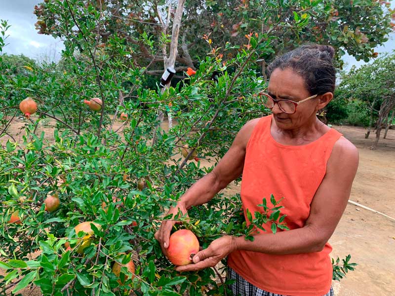 Programa Bem Viver no Semiárido incentiva sistema produtivo agroecológico e beneficia 82 famílias na Serra do Inácio