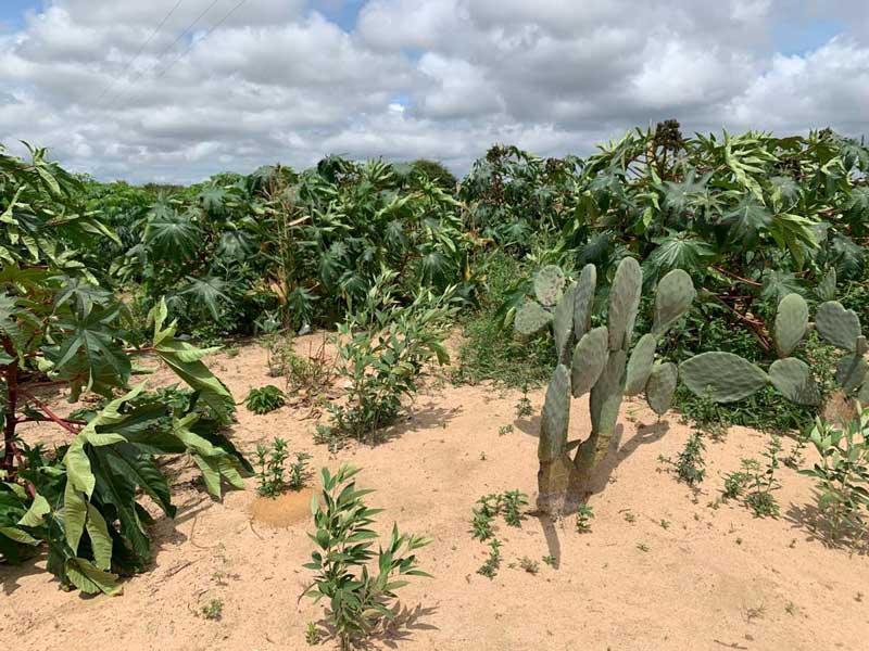 Cultivo consorciado aumenta a produtividade de agricultores familiares na Serra do Inácio