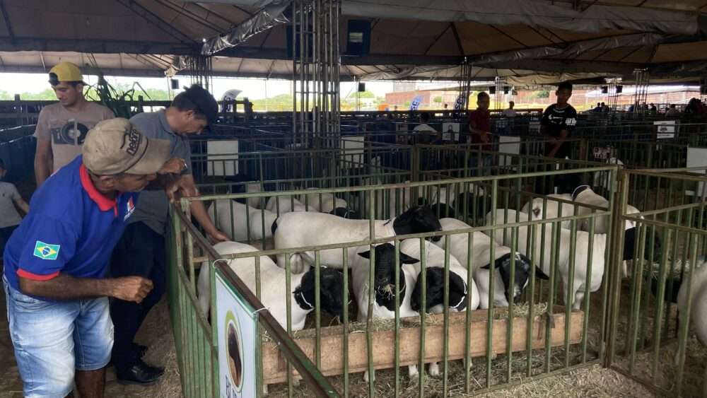 Primeiro Dia de Caprishow reúne criadores e apaixonados por ovinos e caprinos em Dormentes