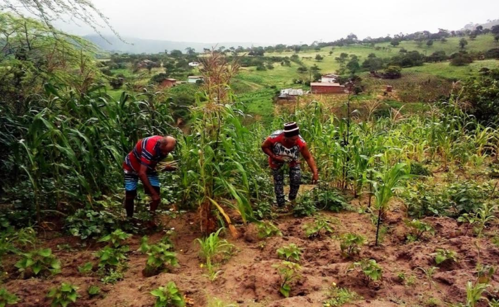 É importante destacar que a situação dos agricultores do Sertão do Araripe é preocupante. A estiagem prolongada causou grandes perdas na safra e muitos agricultores estão em situação de dificuldade. É necessário que o governo federal e estadual tomem medidas para garantir o acesso a políticas públicas que auxiliem na recuperação da agricultura familiar na região.