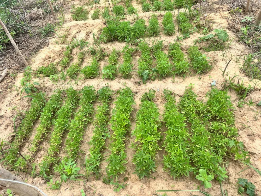 Polícia Federal destrói 190 mil pés de maconha no Sertão de Pernambuco