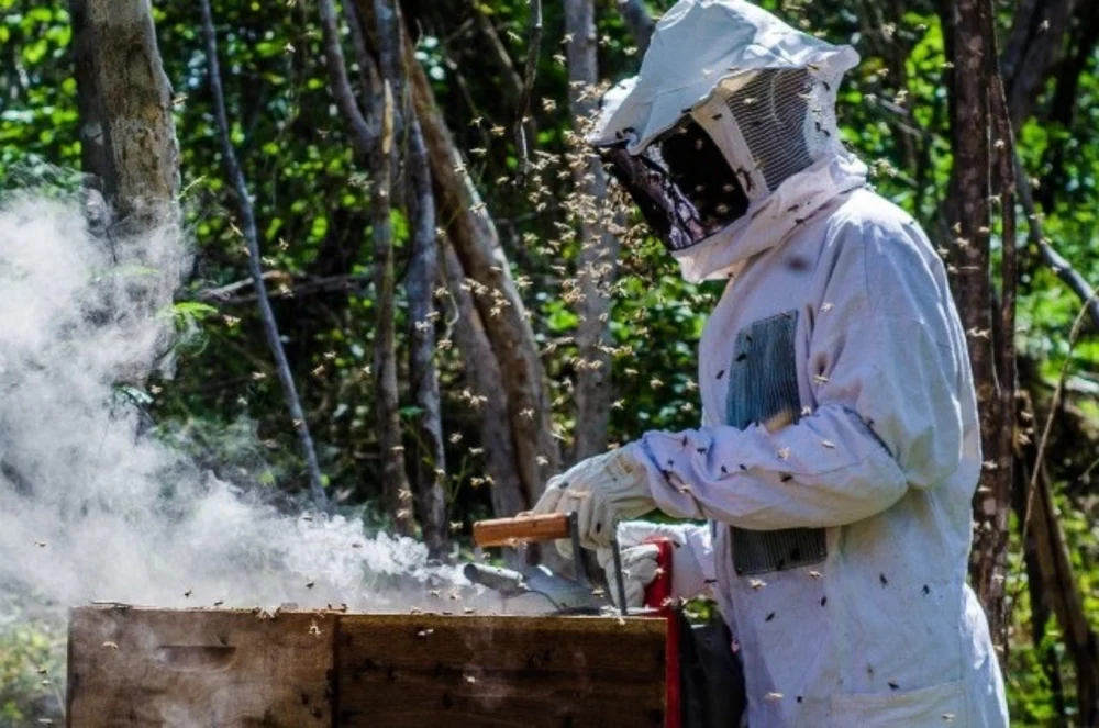 Cadeia do mel em Pernambuco ganha força com unidade de extração em Dormentes