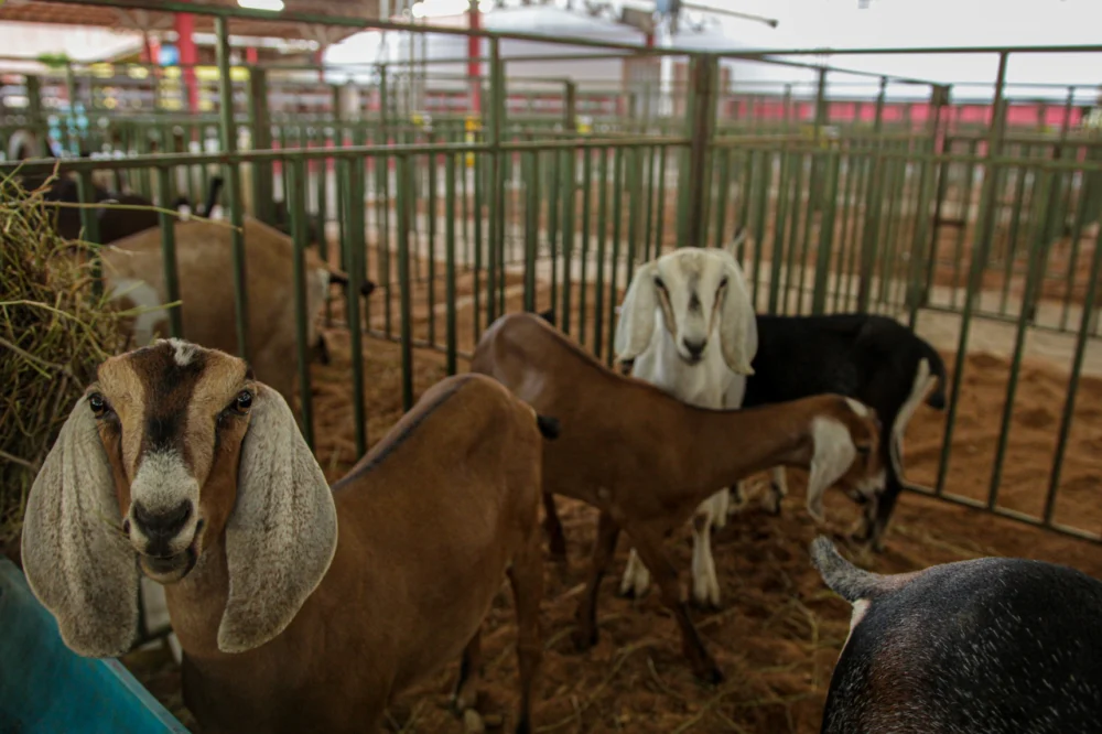 Caprishow 2024: Venda de baias para expositores começa dia 08 de abril