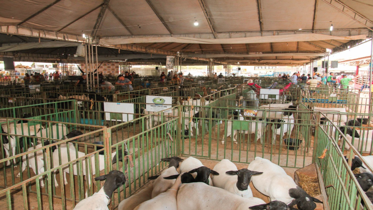 Caprishow 2024: Edição histórica com recorde de expositores, animais e eventos