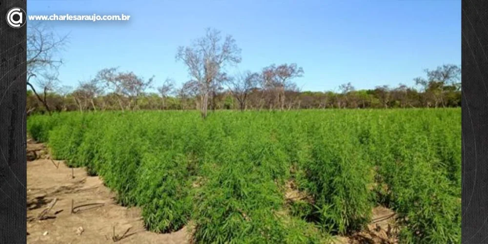 Operação policial erradica plantio de 17 mil pés de maconha e prende dois traficantes em Ouricuri