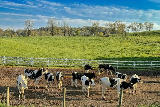 O trabalhador rural demorou para voltar da ordenha, o que levantou suspeitas dos colegas de trabalho. Ele foi encontrado inconsciente, com uma embalagem de preservativo