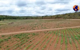 Sertão Pernambucano: O Clamor de um Povo Abandonado pela Chuva e pelo Poder Público